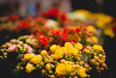 Close-up of yellow flowers blooming outdoors