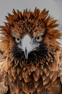 Close-up portrait of eagle against white background