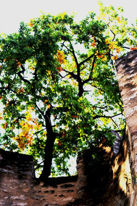 Low angle view of tree against sky