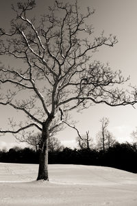 Bare tree by water against clear sky