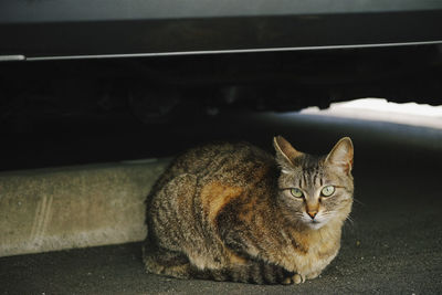 Close-up portrait of a cat