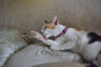 Close-up of cat relaxing