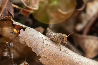 Close-up of dried leaf on plant