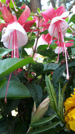 Close-up of flowers blooming outdoors