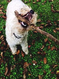 Dog standing on grass