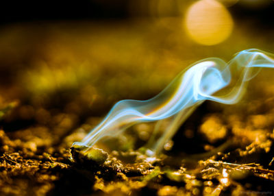 Macro shot of leaf on land