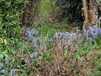 Close-up of flowers growing in park