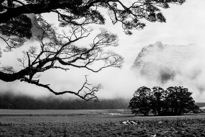 Bare trees on field against sky during winter