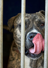 Close-up portrait of a dog
