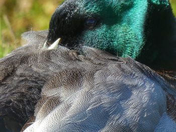 Close-up of a peacock