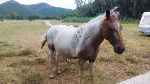 Horse standing in ranch