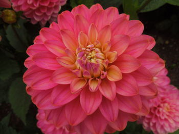 Close-up of pink dahlia