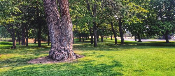 Trees in park