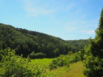 Scenic view of forest