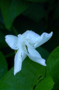 Close-up of white flowers