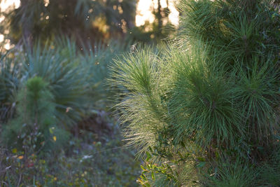 Close-up of pine tree on field