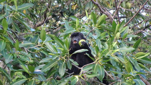 Monkey sitting on tree