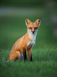 Portrait of cat standing on grass