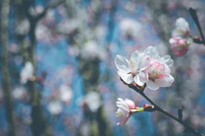 Close-up of cherry blossoms outdoors