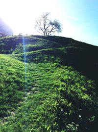 Scenic view of grassy field against sky