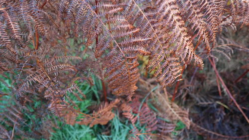 High angle view of pine tree on field