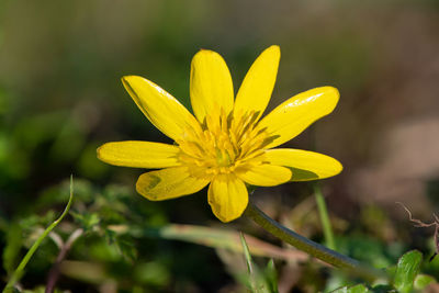 Close-up of yellow flowering plant