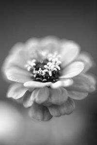 Close-up of hand holding flower over white background