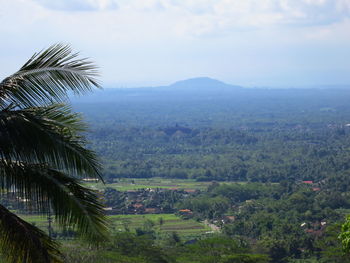 Scenic view of palm trees on landscape against sky