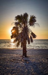 Palm tree by sea against sky during sunset