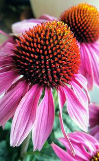 flowering plant