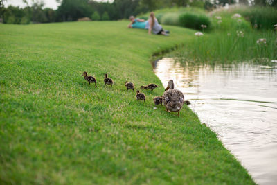 Duck with ducklings on grassy field by lake