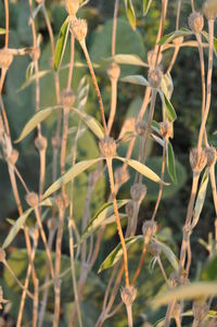 Close-up of plant against blurred background