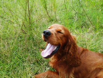 High angle view of golden retriever on grass