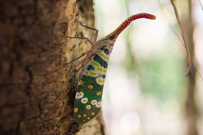 Close-up of butterfly on leaf