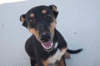 Portrait of dog