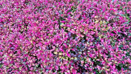 Full frame shot of pink flowering plants