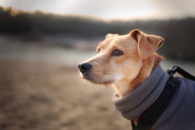 Close-up of dog looking away on field