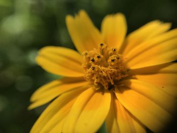 Close-up of yellow flower