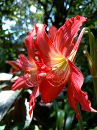 Close-up of red flowers