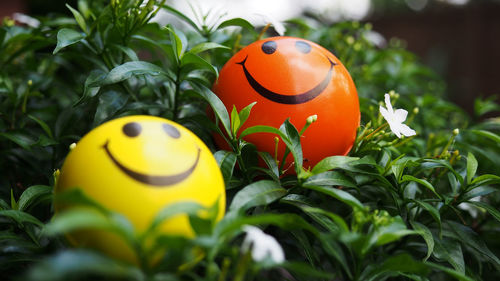 Close-up of smiley balls on plants