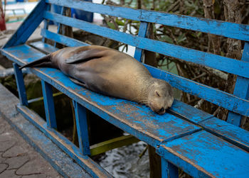 Close-up of seal on bench