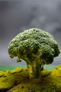 The cross section of the vegetable broccoli that made miniature the atmosphere of nature