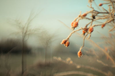 Close-up of plant against sky