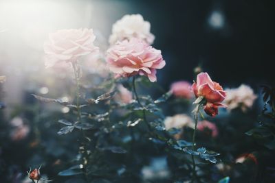 Close-up of pink flowers