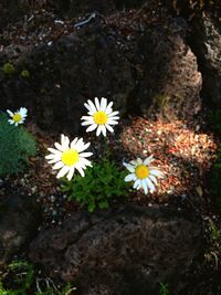 Close-up of yellow flowers blooming outdoors