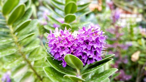 Close-up of purple flowers