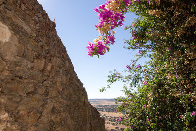 Low angle view of flower trees against clear sky