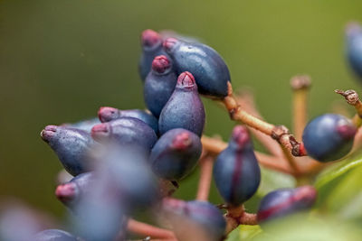 Close-up of fruits on tree