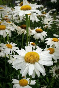 Close-up of white daisy flowers