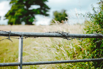 Close-up of barbed wire fence